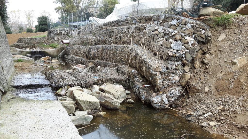 Rio Salivoli (Piombino) - rospi smeraldini in citt!